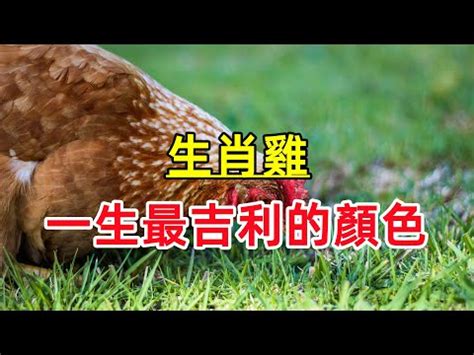 雞 顏色|屬雞必看：幸運色改變你命運